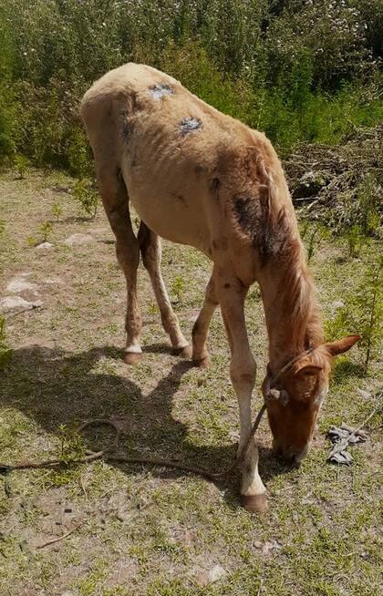 Así rescataron a Ámbar: desnutrición severa y una infección en una pata, las consecuencias del maltrato.