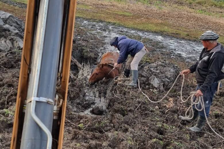 Sequía y crisis hídrica: productores ganaderos enfrentan desafíos en las islas frente a Rosario y Entre Ríos
