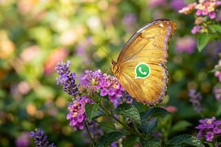 Cómo activar el “modo mariposa dorada” en WhatsApp