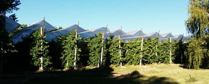 Así se busca llevar adelante la producción de cerezas