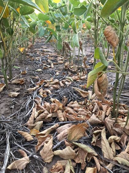 Así se caen las hojas tras las altas temperaturas que "quemaron" cultivos de soja