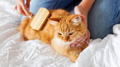 Así se cepilla un gato según una experta
