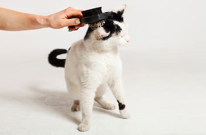 Así se cepilla un gato según una experta