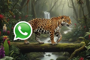 Así se configura el "modo yaguareté" en WhatsApp