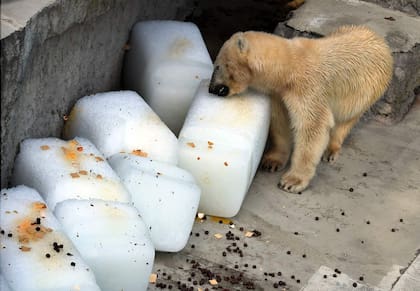 Así se encontraba el oso polar en el zoológico de Budapest