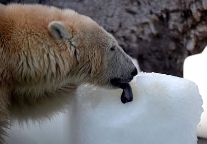 Así se encontraba el oso polar en el zoológico de Budapest