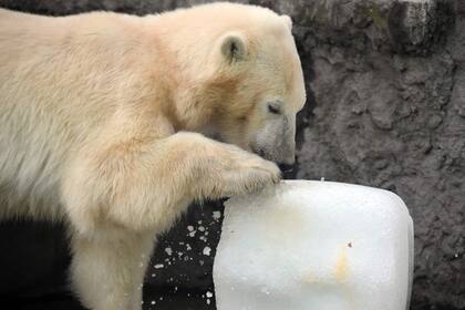 Así se encontraba el oso polar en el zoológico de Budapest
