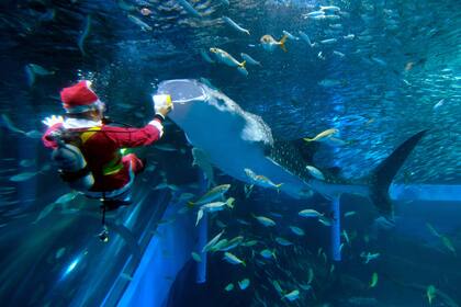 Un buzo vestido como Papa Noél nada con peces y un tiburón ballena en un acuario del Yokohama Hakkeijima Sea Paradise, en Yokohama