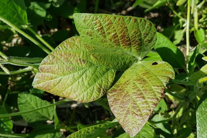 Hay que estar atento a las hojas para ver si las plantas tienen hongos o no