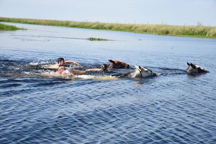 Así se nada a la par de los caballos: hay que prenderse de la crin o de la cola del animal.