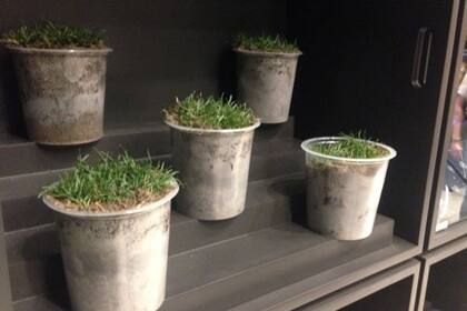 Así se prepara el campo de juego para la venta