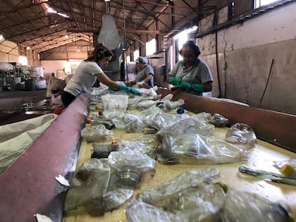 Así se trabaja en la fábrica de Miles; recicla unas 6 millones de botellas al mes