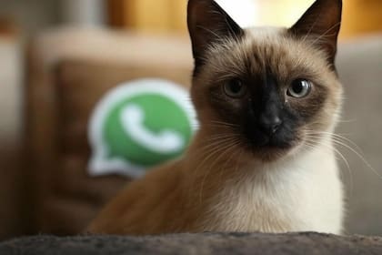 Así se ve el "modo gato siamés" para WhatsApp