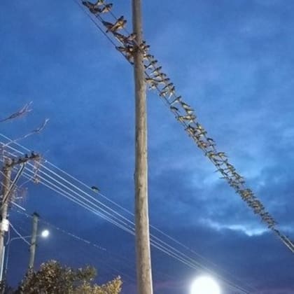 Así se ve la invasión de loros barranqueros en las calles de Hilario Ascasubi