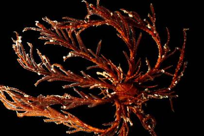 Así se ve la nueva criatura marina que fue descubierta en Japón