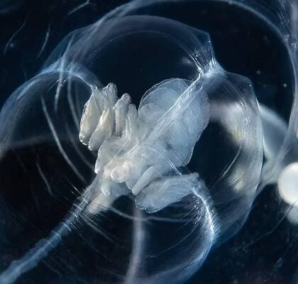 As se ve Zancleopsis grandis, la nueva especie marina que fue descubierta en Florida