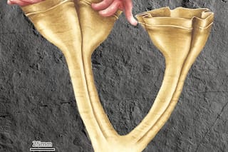 Científicos hallaron el fósil del depredador más antiguo que se conoce