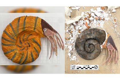 Así se veía uno de los fósiles a la hora de viajar a España, había sido recubierto con papel que habían pintado
