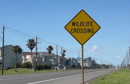 Así se ven las señales de tránsito para prevenir accidentes con especies silvestres en Texas