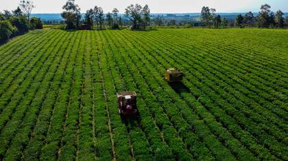 Así se ven los campos de té de la zona centro de Misiones