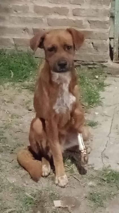 Así sobrevivía Coco en una casa humilde de Monte Chingolo.