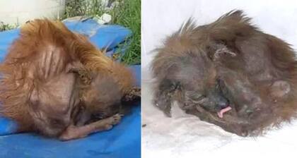 Así sobrevivía Pola en el pasillo de una casa.