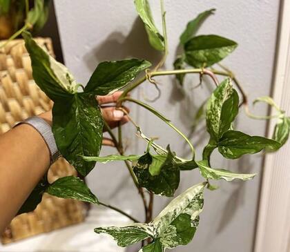 Así son las plantas que vende esa mujer de 44 años