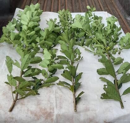 Así son las ramas de la planta de yerba mate que ingresan a un secadero o industria. El diámetro máximo no debe exceder los 7 milímetros, similar al grueso de una birome