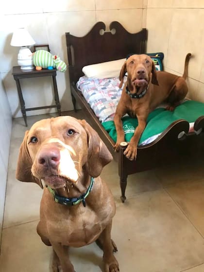 Así son las suites para los huéspedes en Los Campos Hostería Canina. Foto: @los_campos_hosteria_canina_