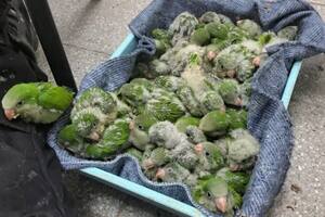 Así viajaban los pichoncitos de loro que encontraron en un operativo vial en la autopista Rosario-Santa Fe