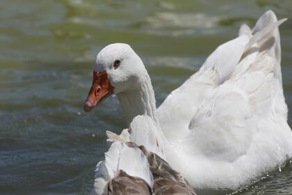 Con el traslado quedaron muy pocos gansos en Palermo