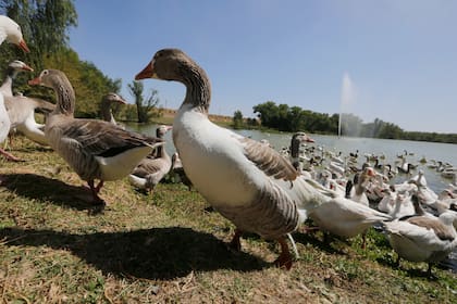 El foie gras es elaborado a partir del hígado de pato o ganso