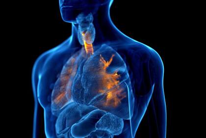 Los científicos descubrieron que el revestimiento de las vías respiratorias es la primera línea de defensa del organismo, pero que también se daña durante los ataques de asma