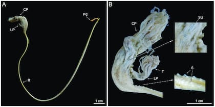Aspecto general de Umbellula Pomona (https://www.researchgate.net/)