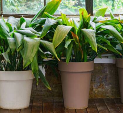 Aspidistra requiere poco mantenimiento y soporta olvidos prolongados en riego doméstico. Foto:iStock