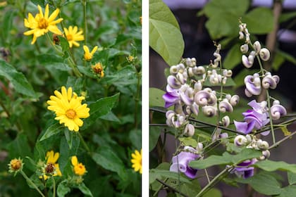 Aspilia silphioides, una margarita nativa muy atractiva para las mariposas y Cochliasanthus caracalla, una trepadora con flores fuera de serie