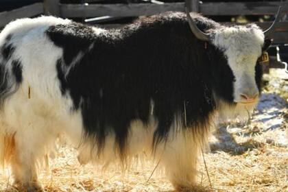 En vez de utilizar leche de yak, Asprey usa mantequilla de vaca