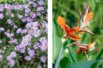 Aster y Achira, dos flores espectaculares par cultivar a media sombra