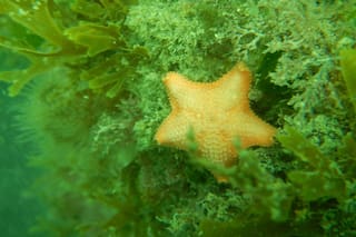 Documentan por primera vez a una “estrella de mar panzona” que incuba crías en su estómago