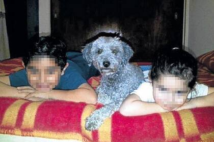 Astro, el Caniche Toy que se extravió el mes pasado en un vuelo de Aerolíneas Argentinas