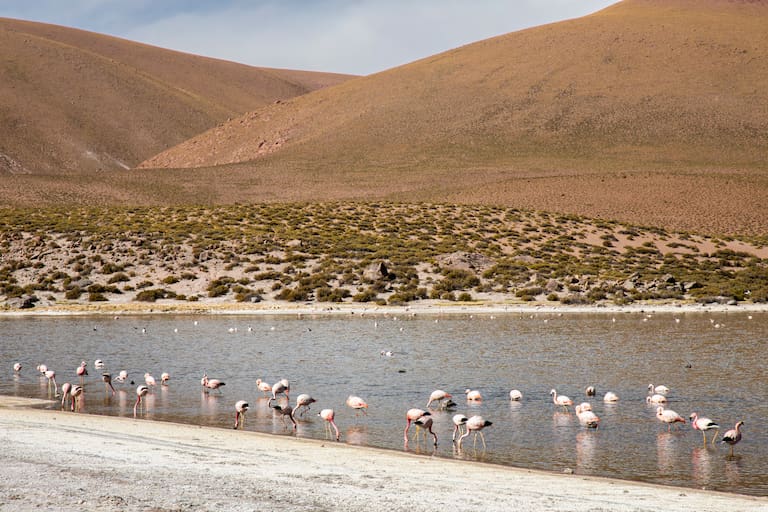 El bofedal de Machuca congrega una gran variedad de aves, se destacan los flamencos chilenos, andinos y de James
Foto: Carolina Castagnola