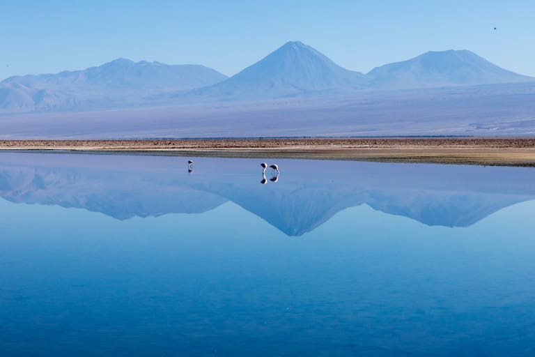 Un grupo de flamencos se dedica a la paciente tarea de alimentarse en la laguna Chaxa
Foto: Carolina Castagnola