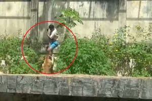 Ataque de leona en zoológico de Brasil