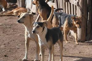 Ataque de perros. Fuente: Diario Río Negro
