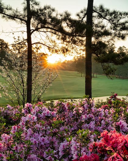 Atardecer en Augusta, con sus típicas flores