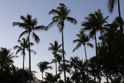 Atardecer en el cielo cubierto de palmeras de Trancoso. Soledad Gil