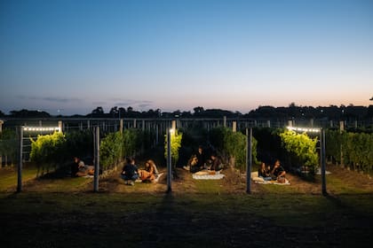 Atardecer en los viñedos