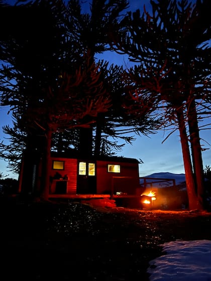 Atardecer entre araucarias.