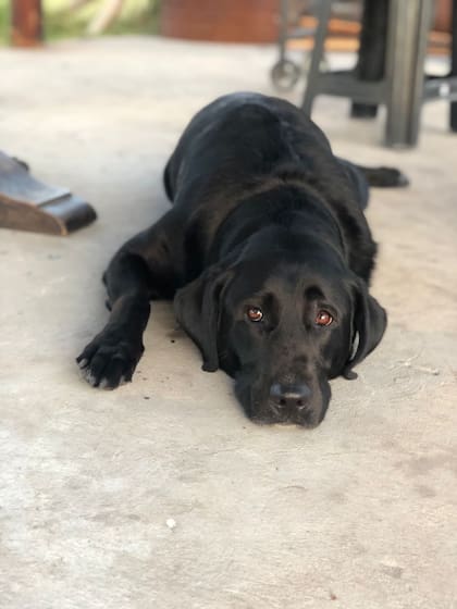 Atenea era una perra sedentaria hasta que conoció a Federico.