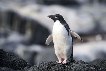 Atento pingüino de Adelia en isla Gourdin.